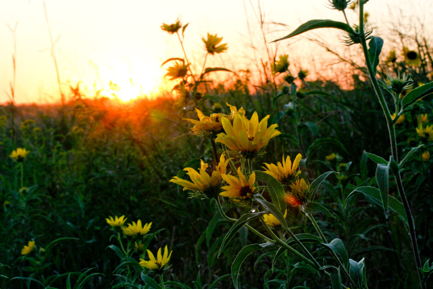 20080920083225_wildflowers_at_sunset_6859.jpg